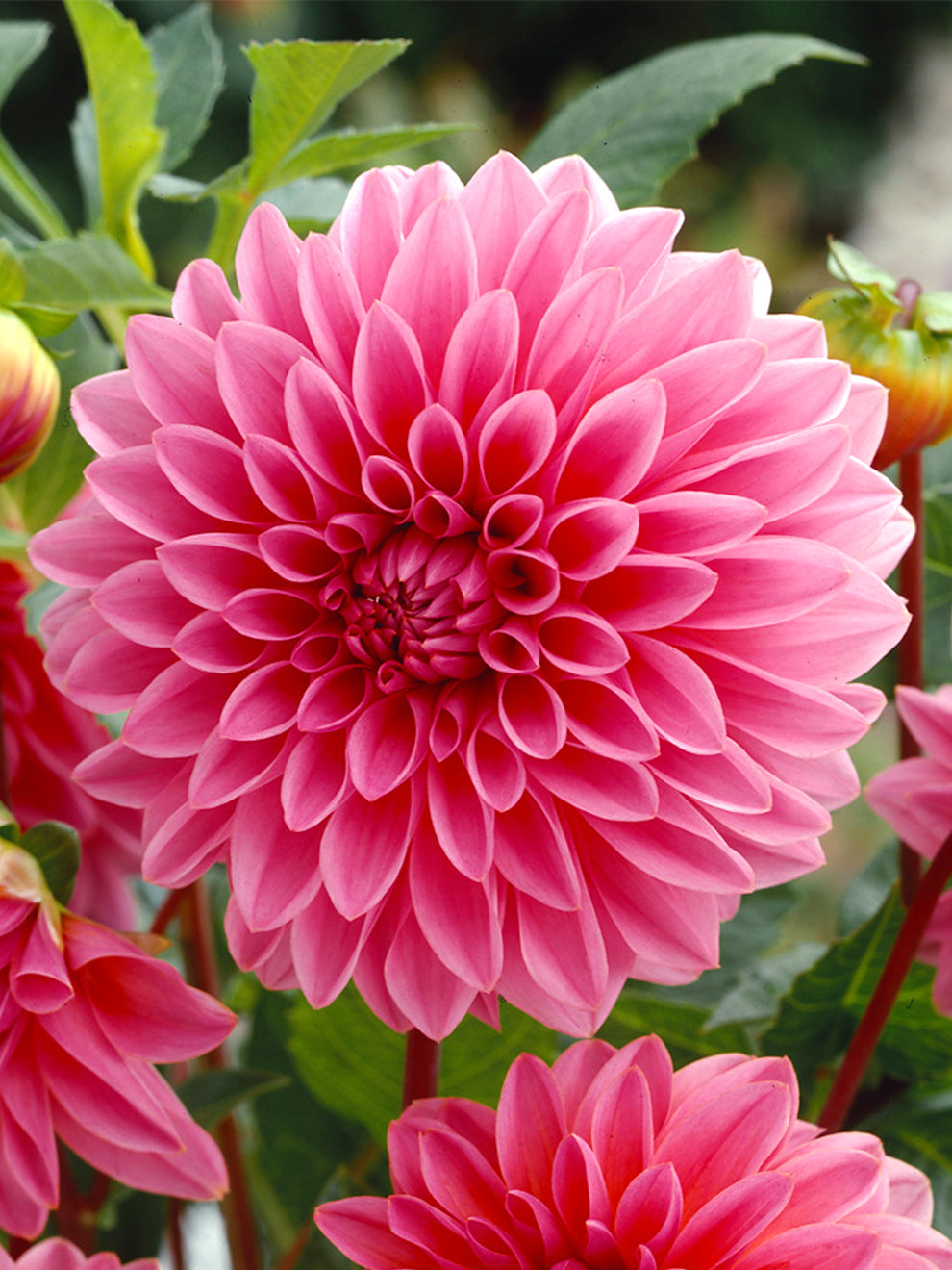 dahlia-d-coratif-lucky-number-dutchgrown