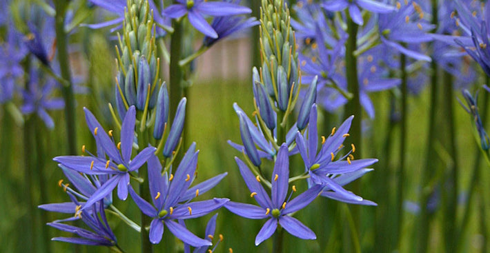 Guides de culture : Comment cultiver le Camassia (Jacinthe des Indiens)