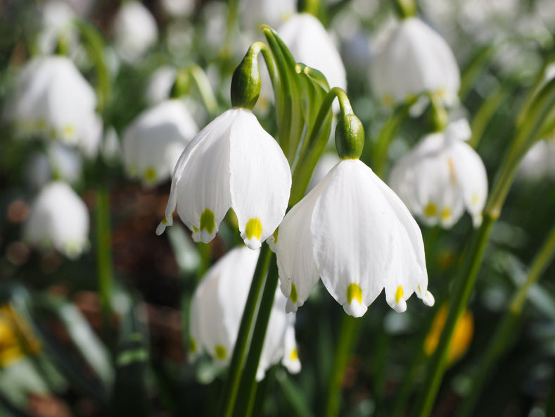 Guides de culture : Comment cultiver le Leucojum Gravetye Giant (Giant Snowflake ou Flocon de neige géant)