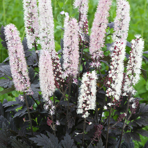 Actaea Racines nues