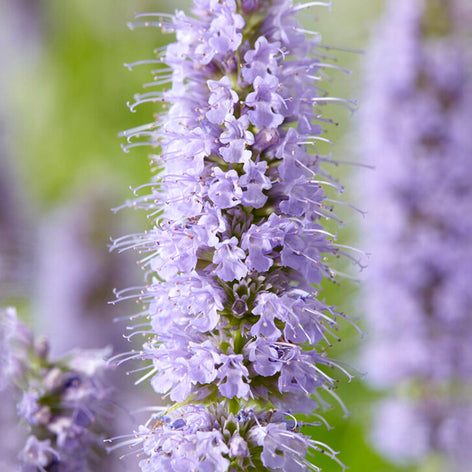 Agastache