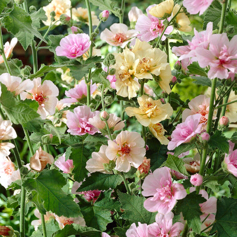 Alcea (Rose trémière)