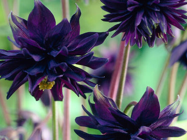 Ancolie (Aquilegia)