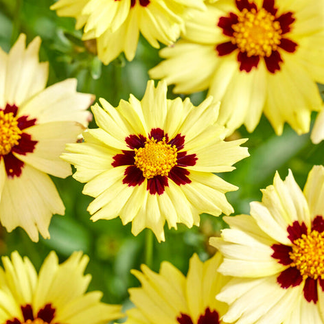 Coreopsis Racines nues