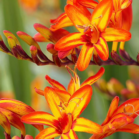 Crocosmia (Montbrétia) Racines nues