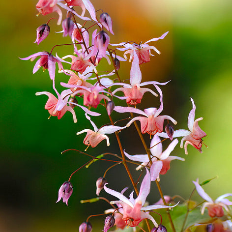 Epimedium (Fleur des Elfes) Racines nues