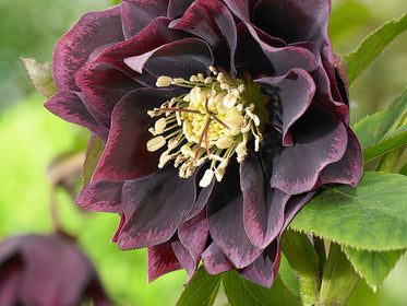 Ancolie (Aquilegia)