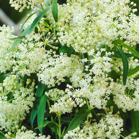 Asclepias (Asclépiades)