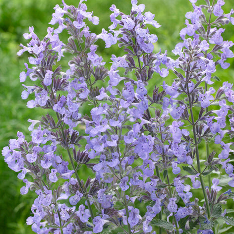 Cataire (Nepeta) Racines nues