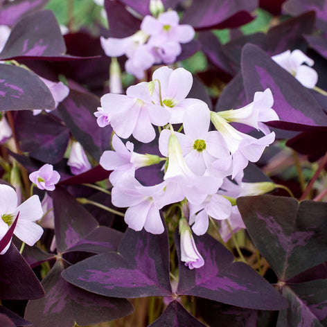 Oxalis bulbes