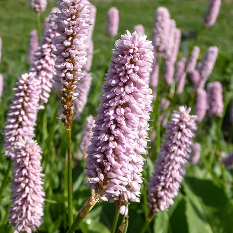 Persicaria Renouée Racines nues