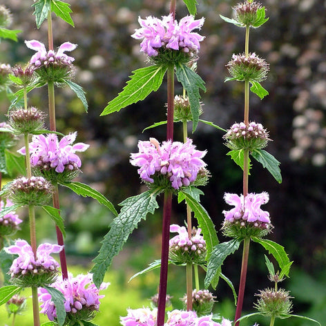 Phlomis Tuberosa