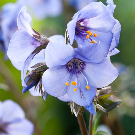 Polemonium (Valériane grecque) Plantes en racines nues