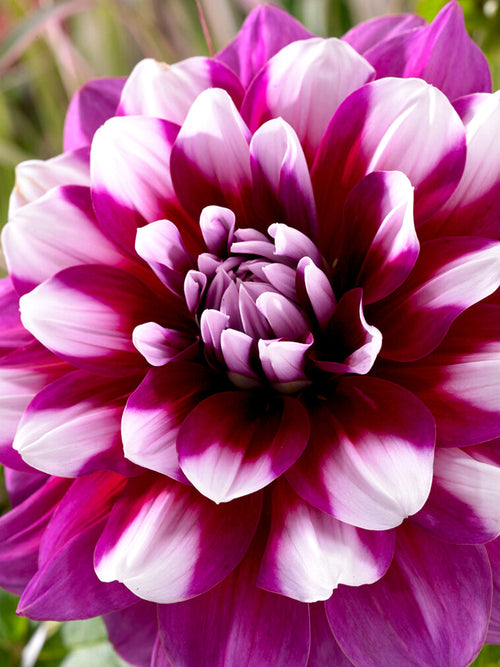 Acheter des Tubercules de Dahlia 'Patches'