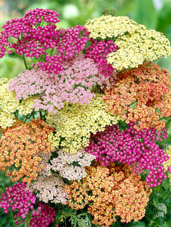 Achillée Bare Root Plants Summer Pastels