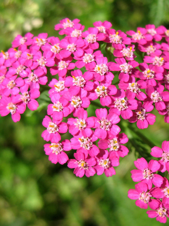 Achillée Lightning Pink 