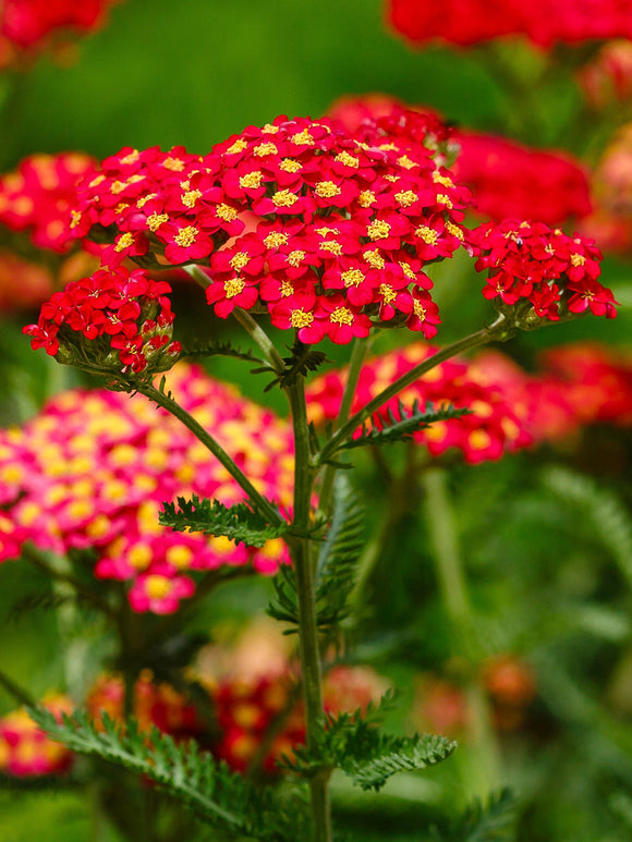 Achillée Rainbow Sparkling Contrast 