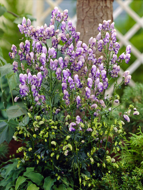 Aconitum Bicolor (Casque de Jupiter)