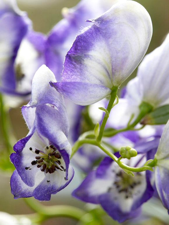 Acheter Aconitum Bicolor Racines nues