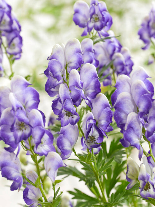 Aconitum Bicolor Racines nues