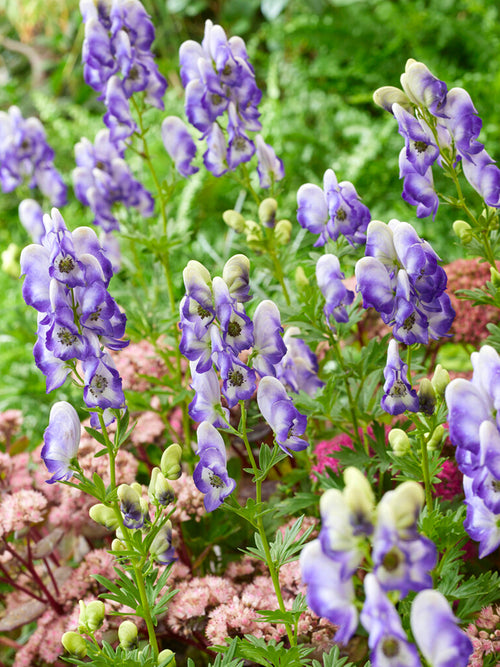 Aconitum Bicolor (Casque de Jupiter)