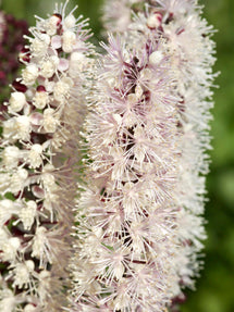 Actaea simplex Chocoholic (Cimicaire)