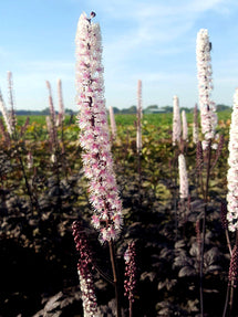 Actaea simplex Pink Spike (Cimicaire)