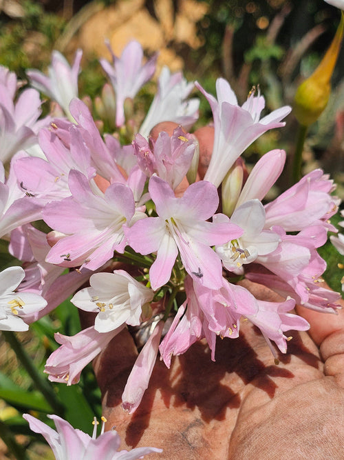 Agapanthe Blush Pink Racines