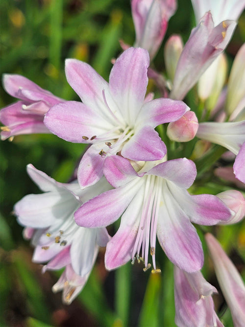 Acheter Agapanthe Blush Pink Racines nues