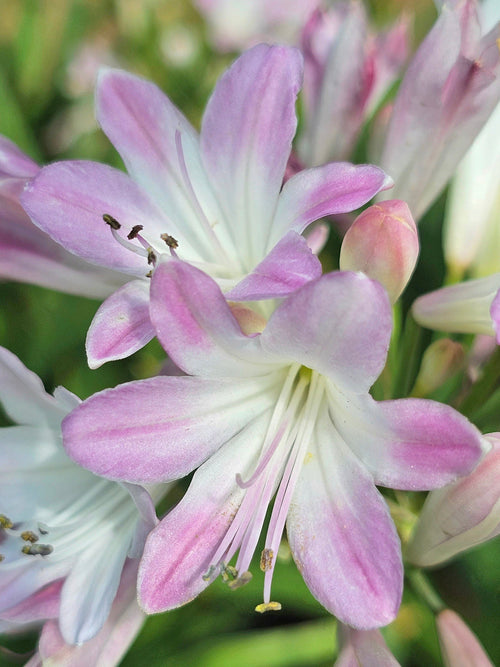 Agapanthe Blush Pink