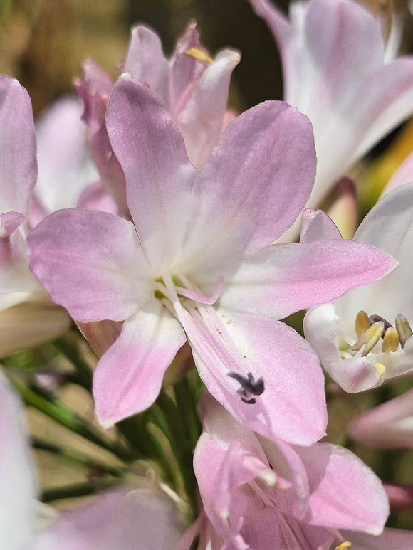 Agapanthe Blush Pink pour expédition au printemps