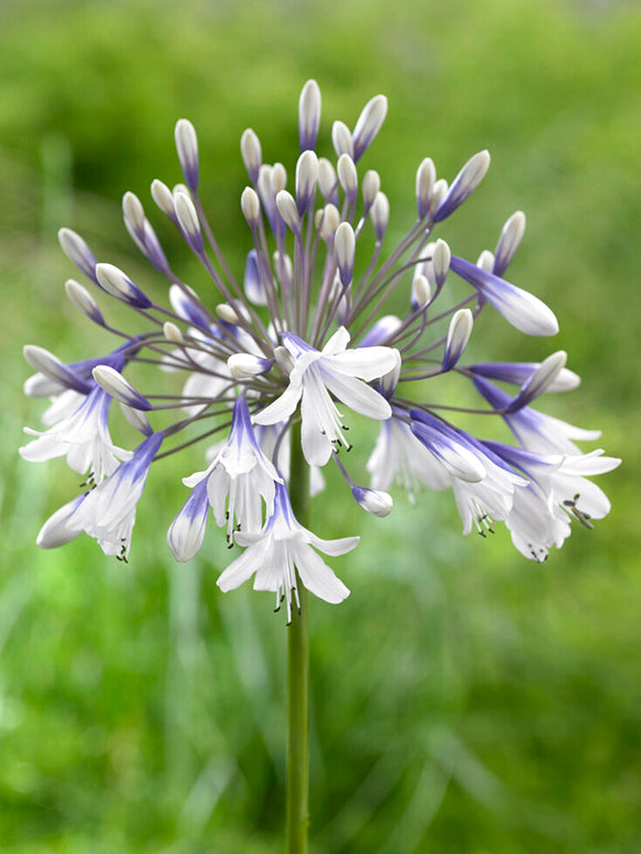 Agapanthus Twister Bare Root Plants