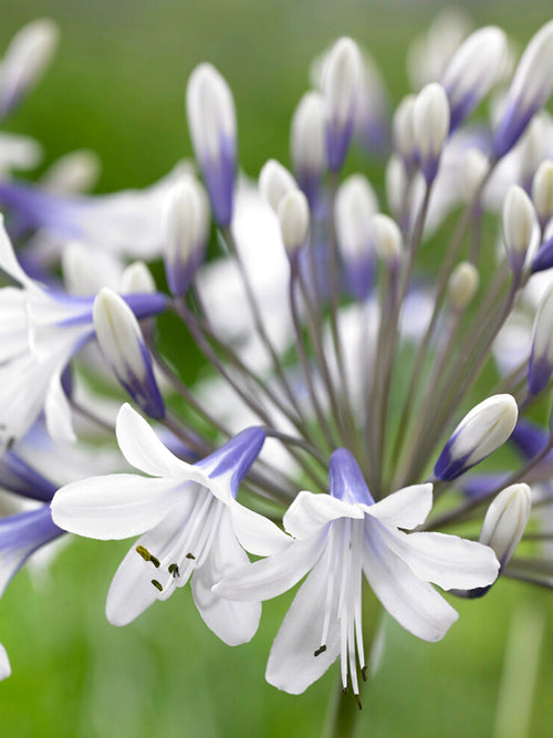 Agapanthus Twister