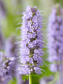 Agastache Blue Fortune