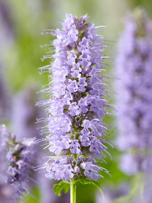 Agastache Blue Fortune 