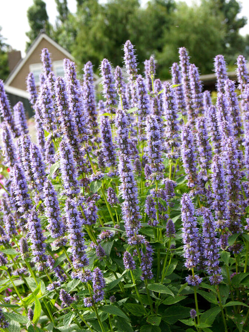 Agastache Blue Fortune Racines nues