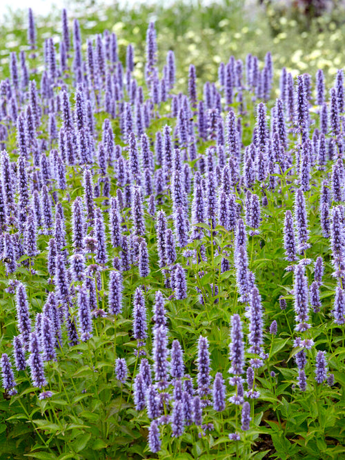 Agastache Blue Fortune Plantes Vivaces