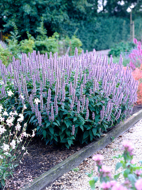 Acheter Agastache Blue Fortune Racines nues