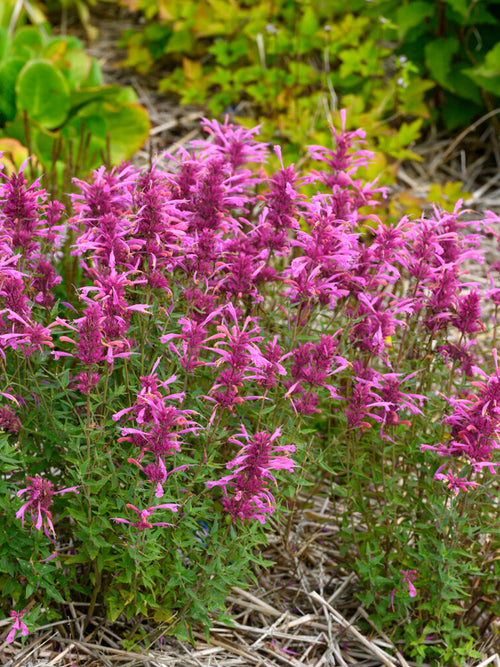 Acheter Agastache Rosie Posie plantes vivace