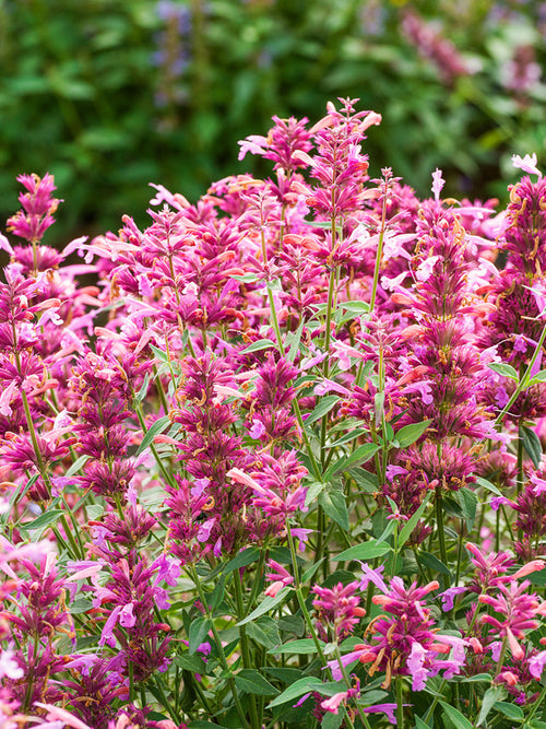 Racines Nues Agastache Rosie Posie 