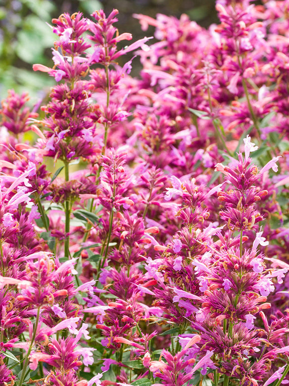 Agastache Rosie Posie