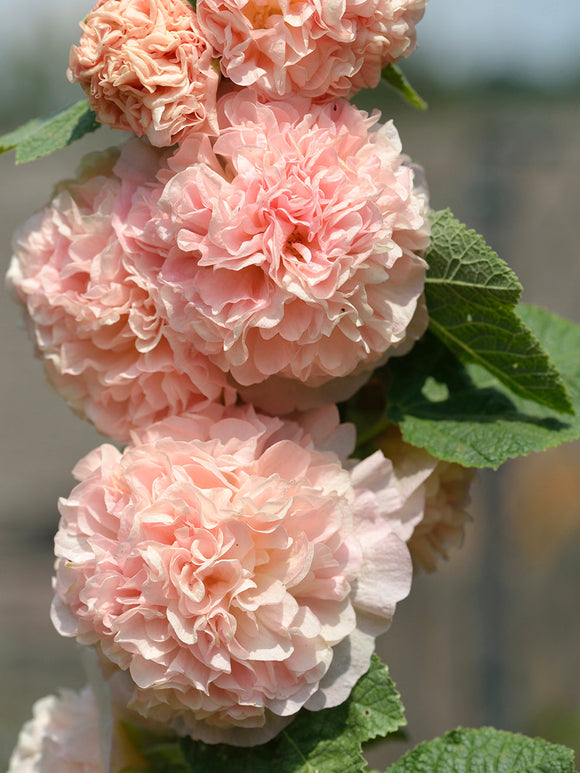 Alcea Chater's Double Apricot (Rose trémière)