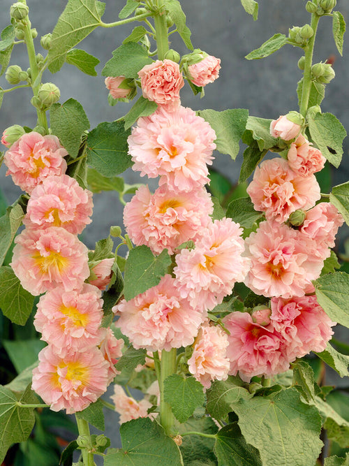 Racines nues Alcea Chater's Double Apricot