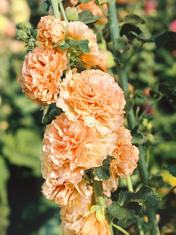 Alcea Chater's Double Apricot (Rose trémière)