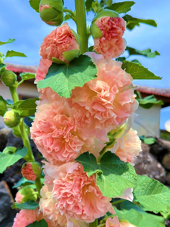 Acheter Alcea Chater's Double Apricot (Rose trémière)