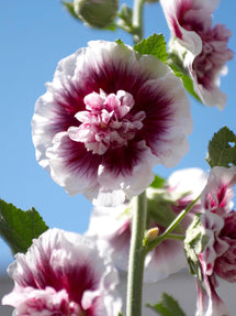 Alcea Creme de Cassis (Rose trémière)