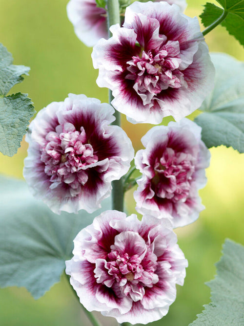 Alcea Creme de Cassis (Rose trémière) plantes vivaces