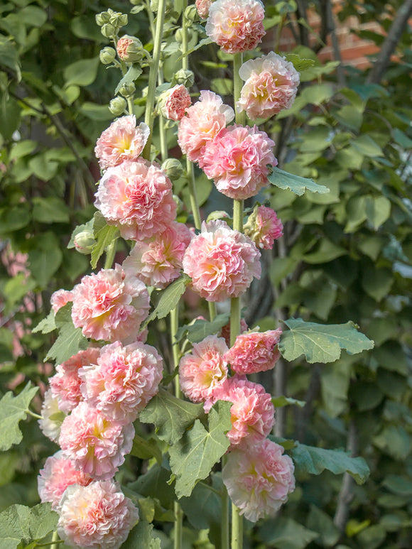 Alcea Majorette Double Pink Racines nues