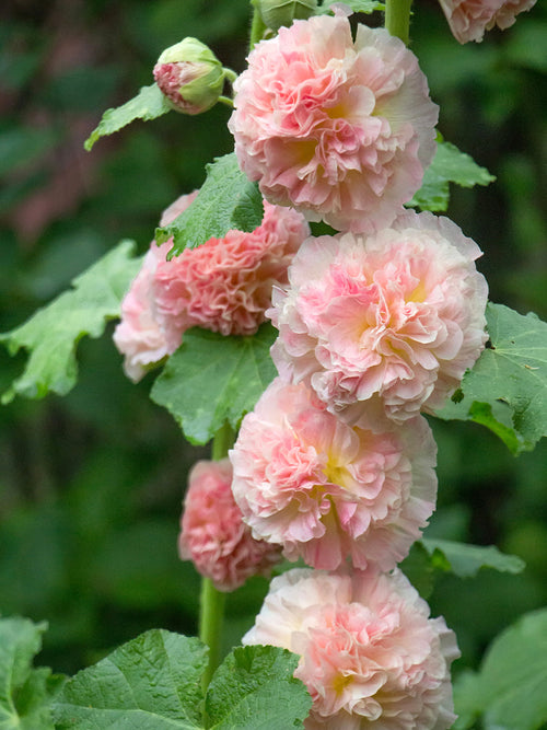 Alcea Majorette Double Pink plantes vivaces