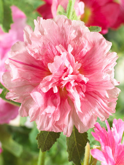 Acheter Alcea Majorette Double Pink (Rose trémière)